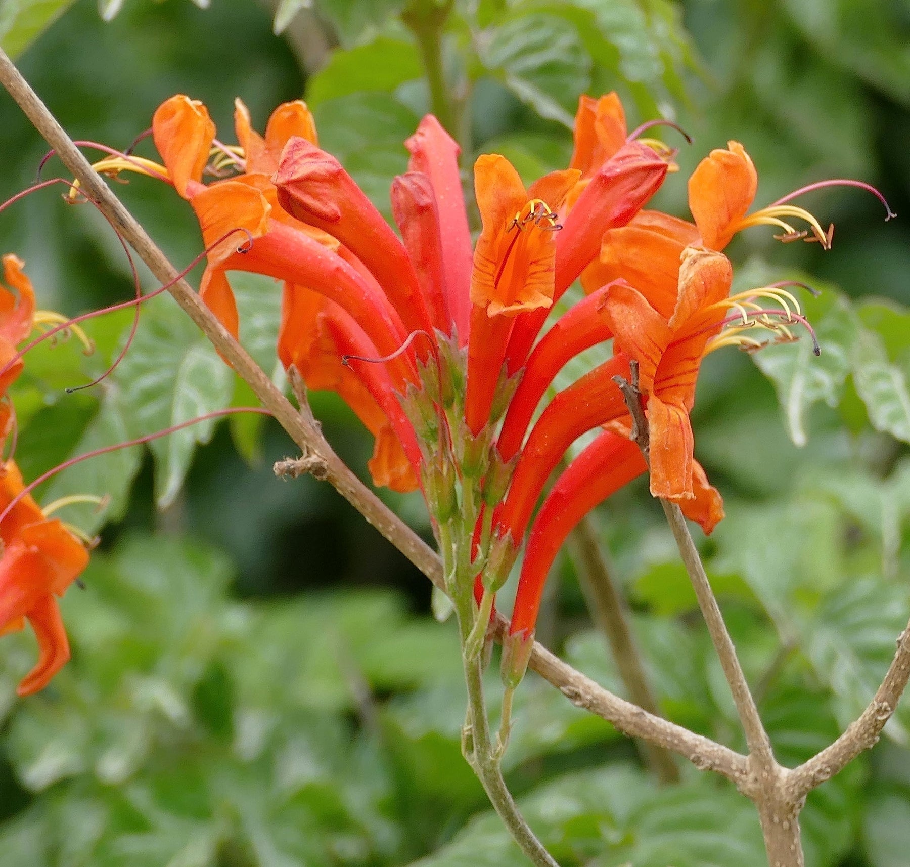 Heirloom Orange Cape Honeysuckle Flower Seeds, Non-GMO Vibrant Blooms for Planting for planting in home garden
